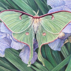 Gran pintura al óleo ~ Polilla Luna