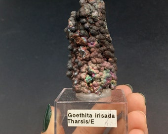 Turgite Rainbow Iridescent Botryoidal Metallic Natural Flower Crystal Cluster Rocks and Minerals Mineral Specimen Tharsis Andalusia Spain