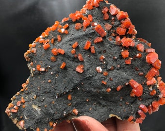 Vanadinite Red Crystals Black Goethite Matrix Rock Rocks and Minerals Mineral Specimen Collectors Small Crystal Cluster Mibladen Morocco