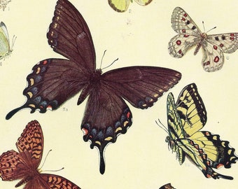 1929 Butterfly Illustration 2 - Isabel Cooper - American Butterflies Lepidoptera - Swallowtail Monarch - Entymology Bookplate Art Wall Decor