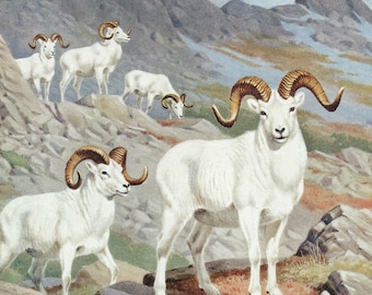 Vintage Dall Sheep Rams & Harlequin Ducks Illustration - Wildlife Mount McKinley Alaska - Walter A Weber - 1953 Bird Animal Print Wall Decor