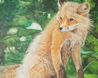 Prints & Cards ~ Fox Basking in Sun