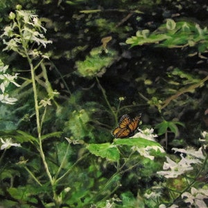 Oil Painting, Prints & Cards ~ Woodland Viceroy