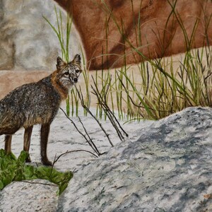 Oil Painting, Prints & Cards ~ Ocean Gray Fox