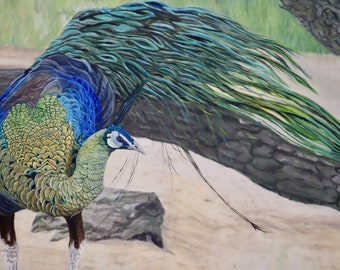 Prints & Cards ~ Peafowl in Motion