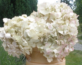 Real Dried Hydrangea Flowers- 5 very special large mopheads in ivory with touches of green/pink- Wedding flowers- Country Cottage wedding