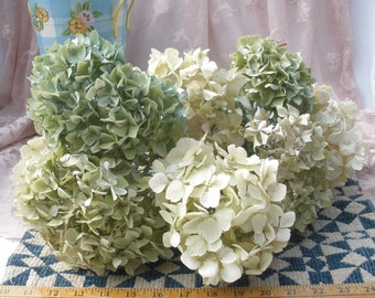 Real Dried Hydrangea Flowers- 9 blue/green and white mopheads with stems for vase or crafts- Fresh look dried floral
