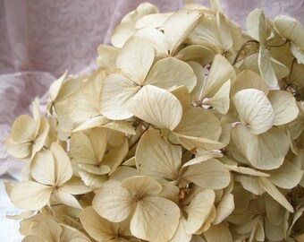 10 Dried Hydrangeas in Cream color, Cottage Chic decor, DIY floral decor