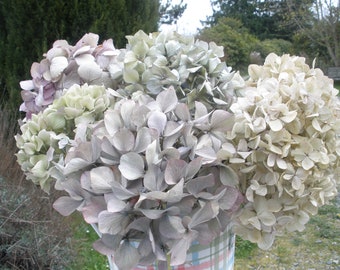 8 multicolored dried hydrangeas with stems,  A Cheerful bouquet for Spring/Summer,  Fresh looking bouquet