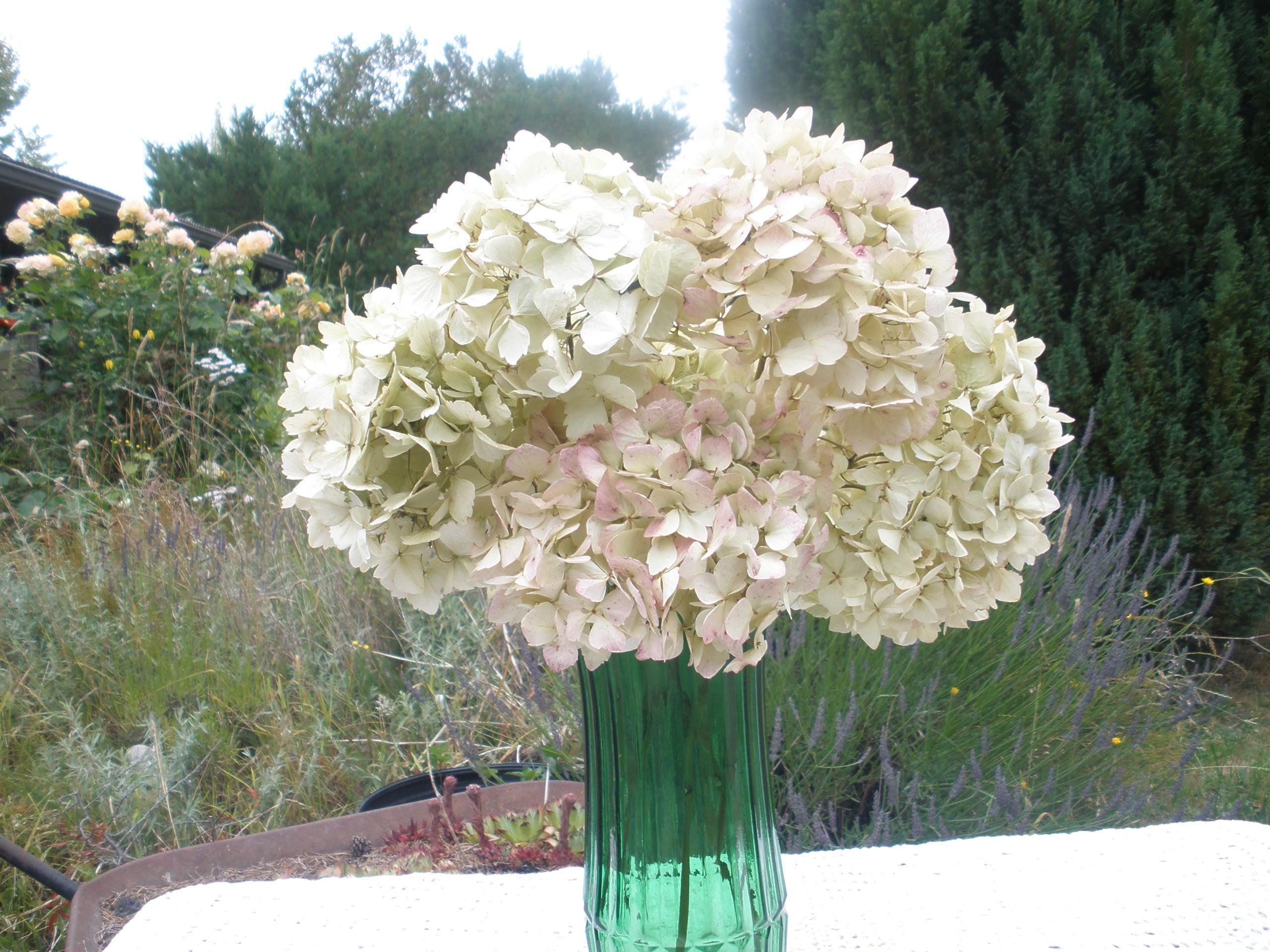 7 Dried Hydrangeas with stems in ivory/white/greenish colors ,  DIY floral decor,  Craft Hydrangeas