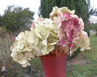 A dozen naturally dried hydrangea flowers in green and red,   Cottage Chic floral decor,  Rosy tipped dried hydrangeas