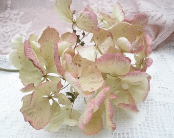 Naturally Dried Hydrangeas with stems,   Pink/ecru/ivory/greenish Lace Caps,  Cottage Chic Floral Supply