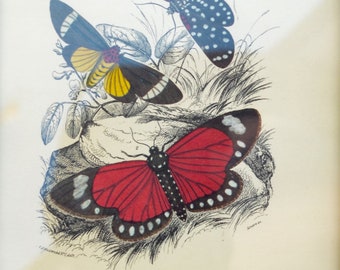 Butterfly Art Lizars Litho Print in Gilt Frame