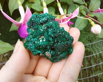 Large Dioptase crystal cluster mineral specimen from Congo Africa 2+"