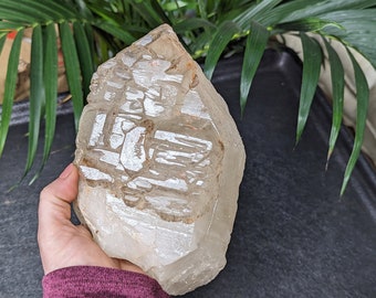 5 lb Smoky Elestial Jacare Alligator Quartz Cluster large