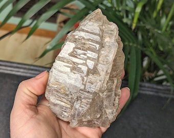 1+ lb Smoky Elestial Jacare Alligator Quartz Cluster