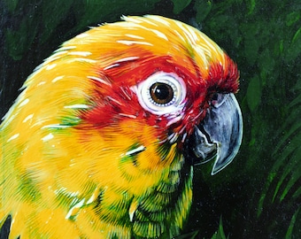 Sun Conure - Dipinto originale