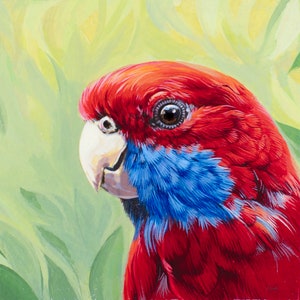 Crimson Rosella - Original painting