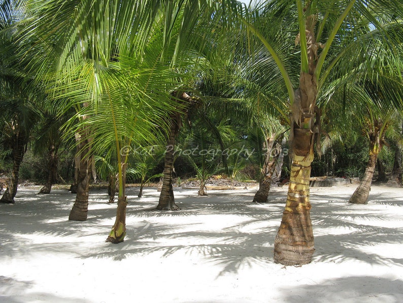 Photographs of Beautiful Palm Trees 5 x 7 Print image 1