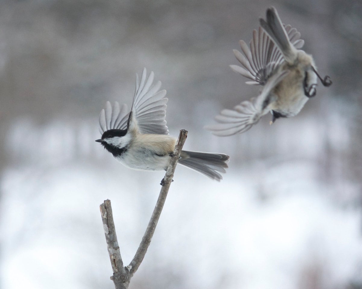 Chickadees in Flight 5 X 7 Print Etsy