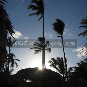 Photographs of Beautiful Palm Trees 5 x 7 Print image 2
