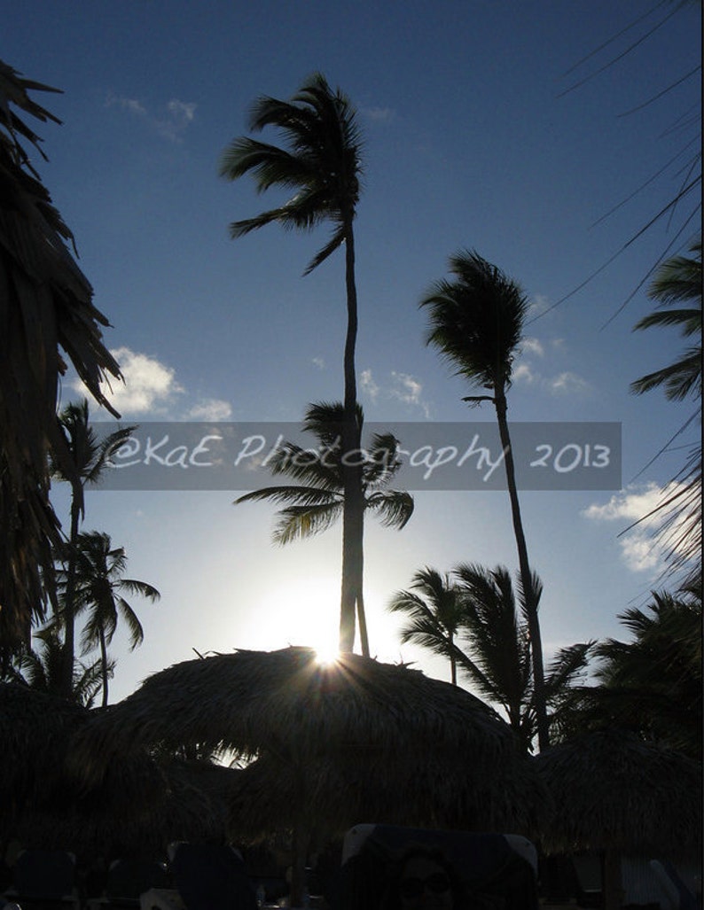 Photographs of Beautiful Palm Trees 5 x 7 Print image 2