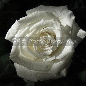 White Rose   5"x7"