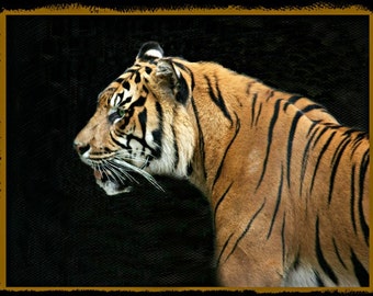 Gorgeous Tiger     5" x 7" Print