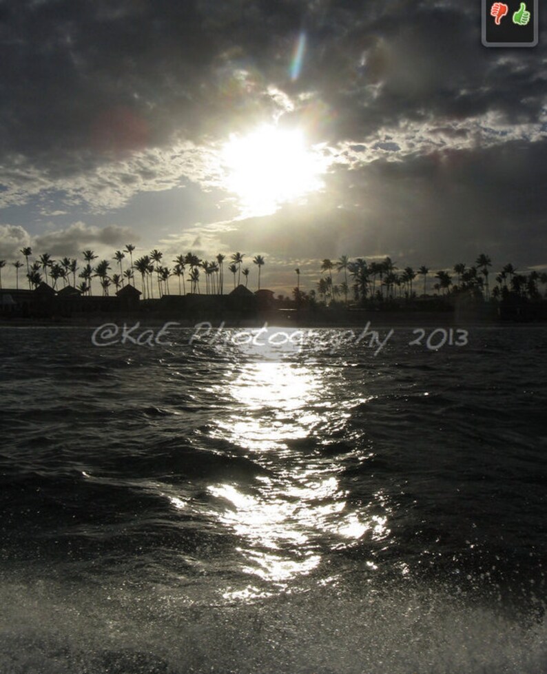 Photographs of Beautiful Palm Trees 5 x 7 Print image 4