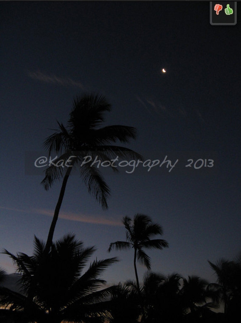 Photographs of Beautiful Palm Trees 5 x 7 Print image 3