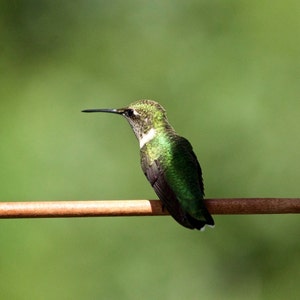 May include: A green hummingbird perched on a brown wooden perch attached to a metal frame. The hummingbird is facing to the right and has a long, thin beak.