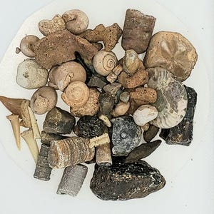 May include: A collection of various fossils, including shells, teeth, and stones, in shades of brown, beige, and gray. The assortment is arranged on a white surface, showcasing the diverse shapes and textures of the ancient artifacts.