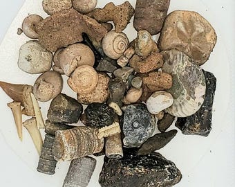 Fossil Dig Kit 5lb- Real Fossils Shark Teeth Dig Kit | Educational STEM Activity For  Kids and Adults | Gift For Kids And Science Eastergift