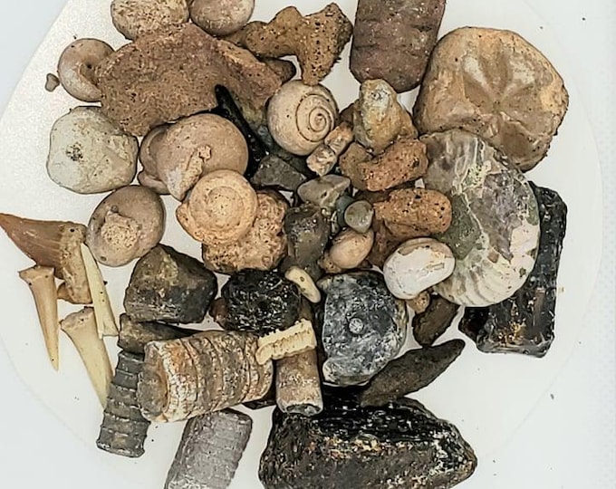 Fossil Dig Kit 5lb- Real Fossils Shark Teeth Dig Kit | Educational STEM Activity For  Kids and Adults | Gift For Kids
