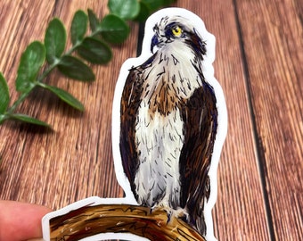 May include: A hand-drawn illustration of an osprey perched on a branch. The osprey is brown, white, and gray with yellow eyes. The branch is brown and has a rough texture.