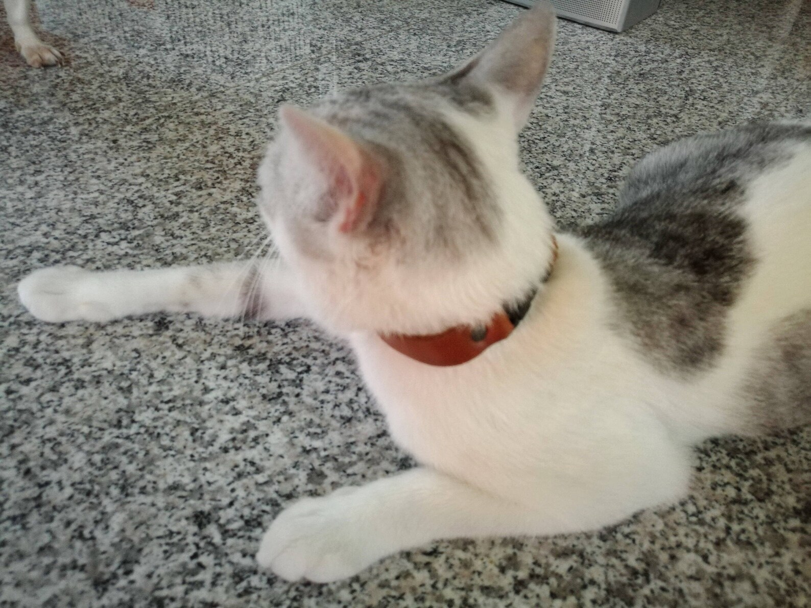 Leather Breakaway Collar Breakaway Cat Collar Leather Dog Etsy