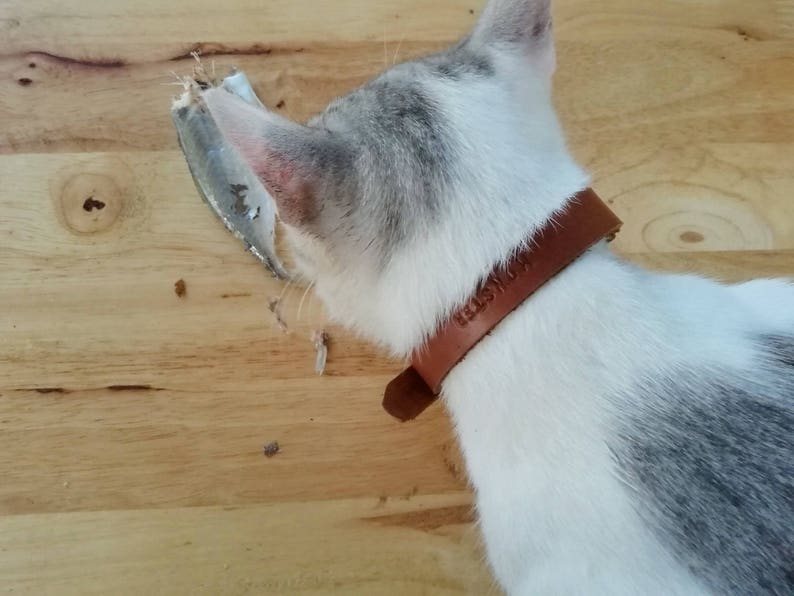 Do cats need breakaway collars networkfess