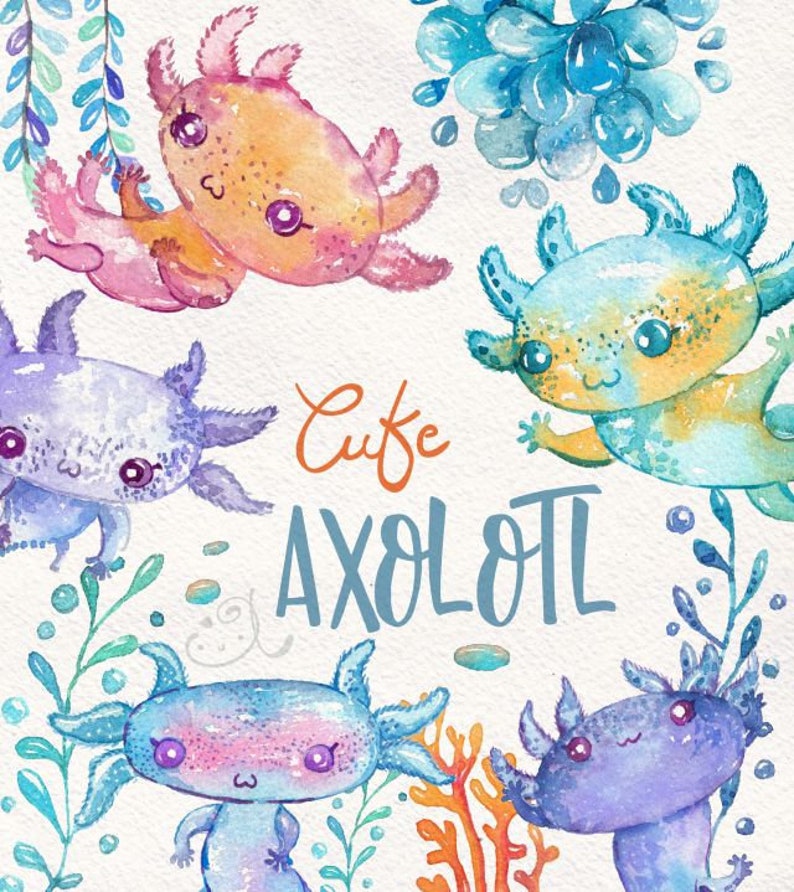 Axolotl Clip Art Watercolor Axolotl Etsy