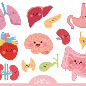 Human organs clipart - Human anatomy - 22006 (Including black and white clipart/line art)