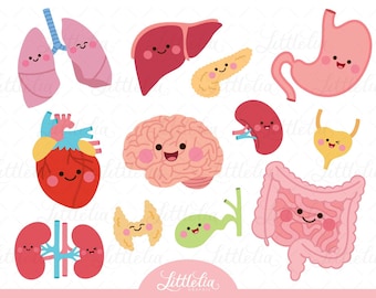 Human organs clipart - Human anatomy - 22006 (Including black and white clipart/line art)