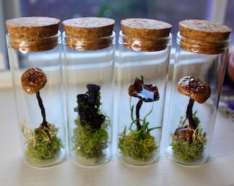 Real Mushroom Glass Vial - Medium 3.5” | One-of-a-kind Cottagecore Shelf Decor, Mycology Specimen Jar, Terrarium, Forest Trinket