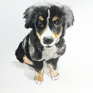 May include: Watercolor painting of a black, white, and brown Bernese Mountain Dog puppy sitting and looking up at the viewer.