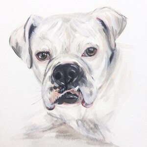 May include: Watercolor painting of a white boxer dog with brown eyes. The dog is looking directly at the viewer with its tongue slightly sticking out.