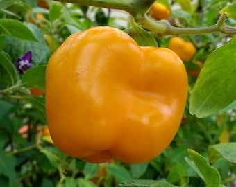 Orange Manzano Pepper Seeds - Rocoto Chile - Heirloom Capsicum Pubescens