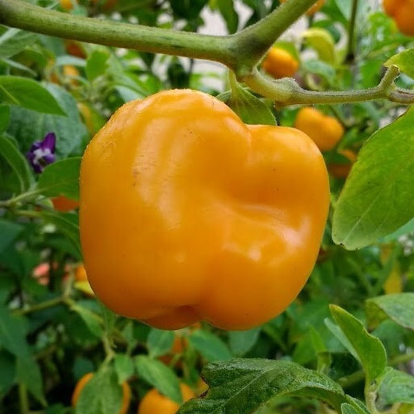 Manzano Pepper Seeds ORANGE (24 seeds per packet) free shipping