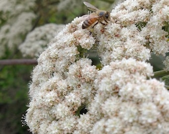 Nasiona gryki kalifornijskiej: Eriogonum fasciculatum Mojave – odporne na suszę