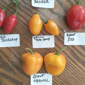 Mix Rocoto Manzano seeds (25 seeds - 5 of each kind) FREE SHIPPING