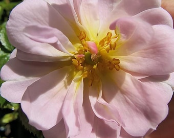 May include: A single, pale pink rose with a yellow center and many petals. The rose is in full bloom and has a delicate, feminine appearance.