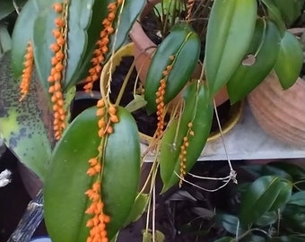 Pleurothallis truncata orchid, Rare orchids in pot blooming stage