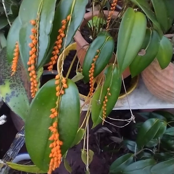 Pleurothallis truncata orchid, Rare orchids in pot blooming stage
